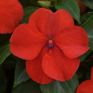 Impatiens Beacon Bright Red 48 plants per tray (Reg. 39.92)